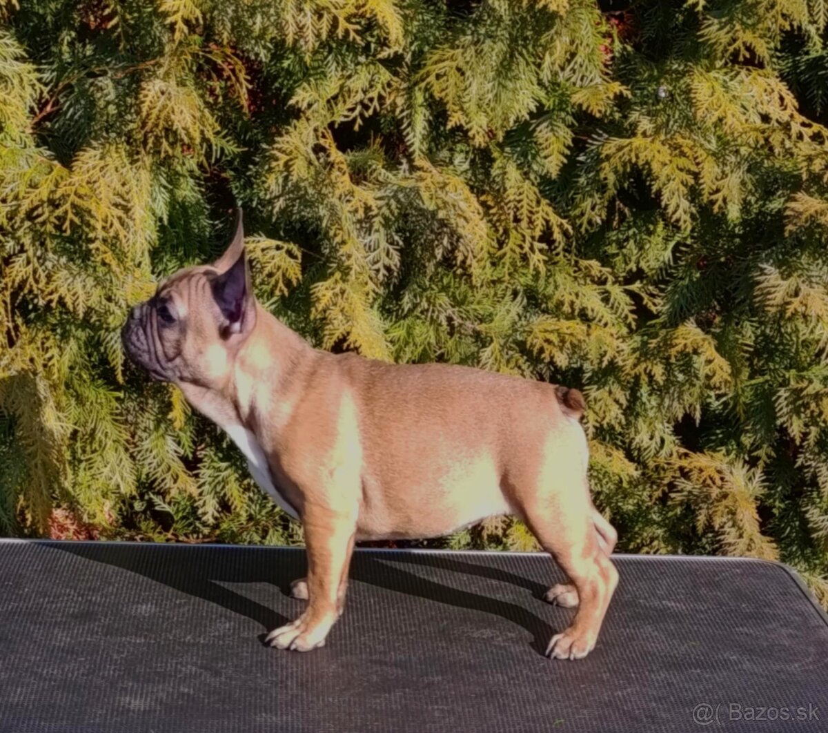 Francúzsky buldoček s PP/French bulldog