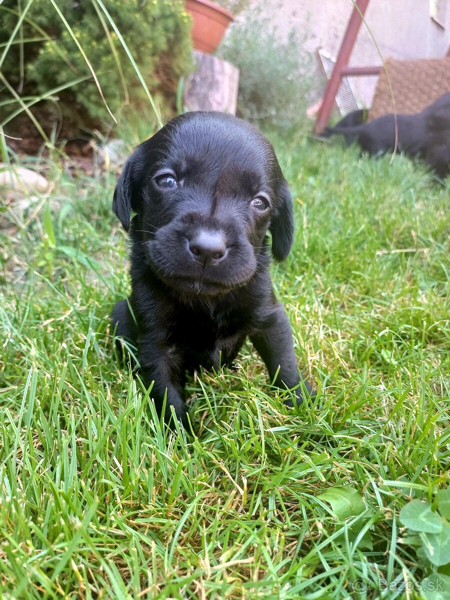 Štěně Labrador Retriever