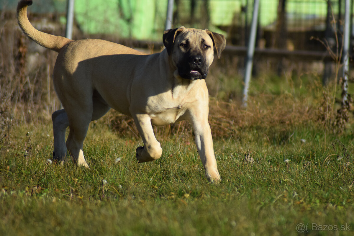 boerboel Ballotada - 2 krásné feny -6měsíců