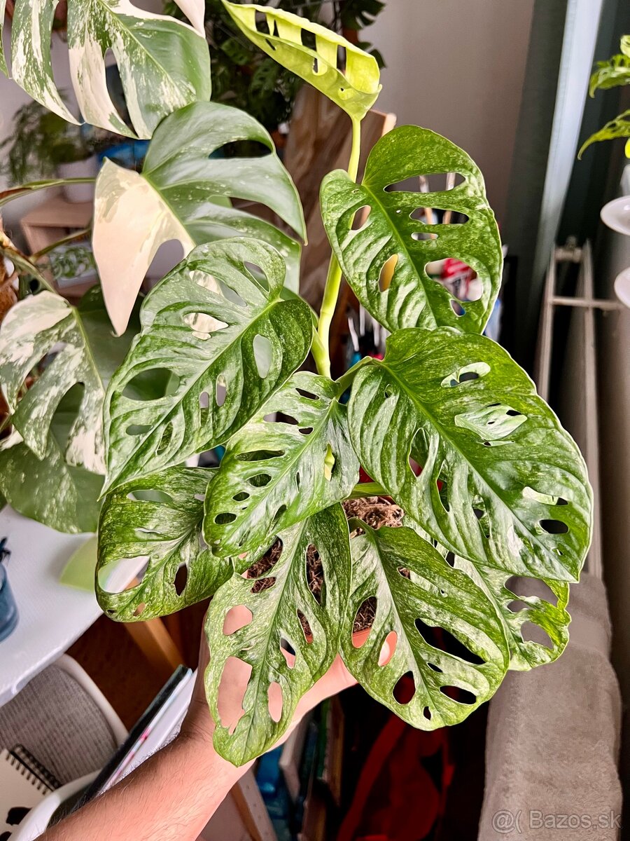 Monstera adansonii mint