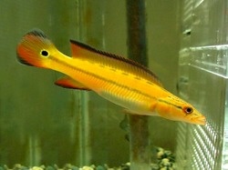 Crenicichla lugubris Xingu 1