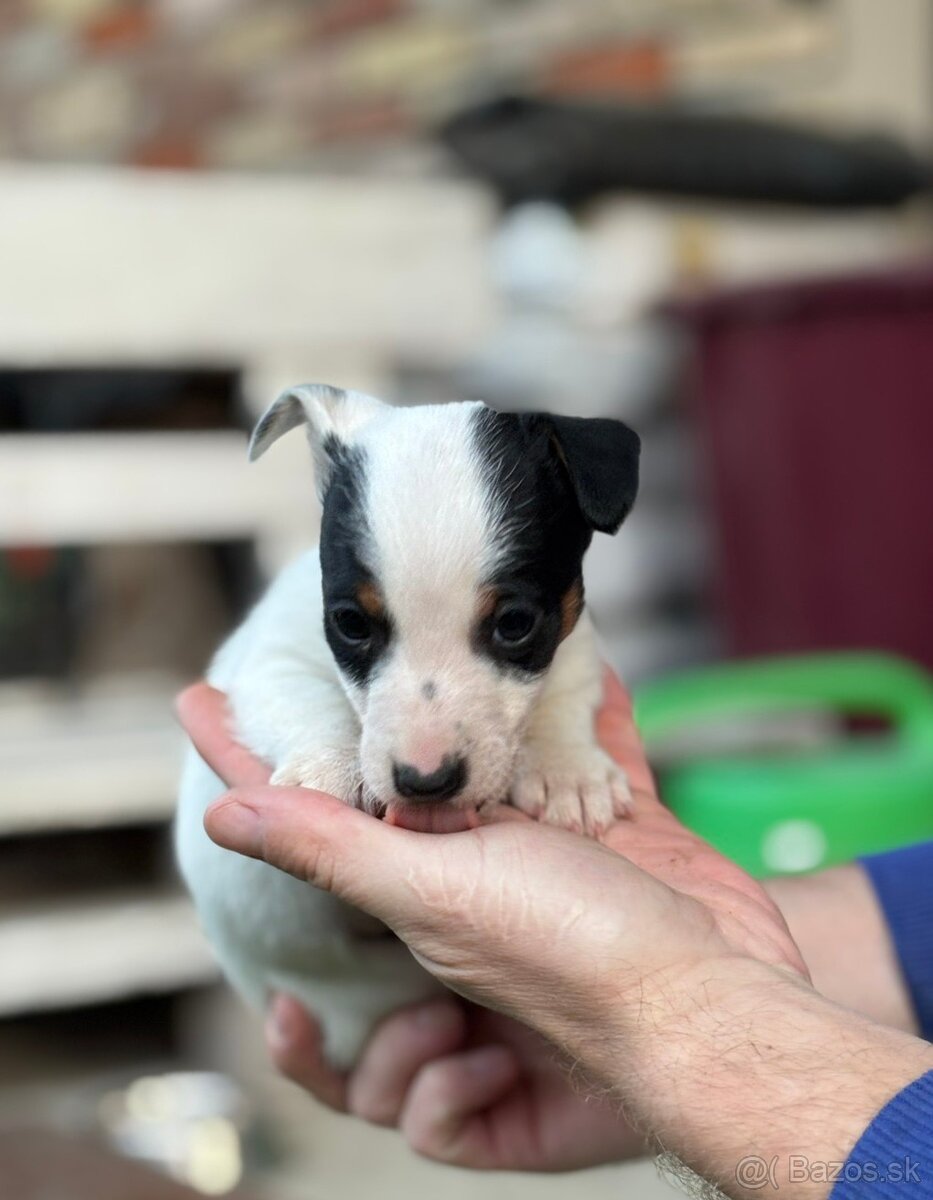 Jack Russell terrier