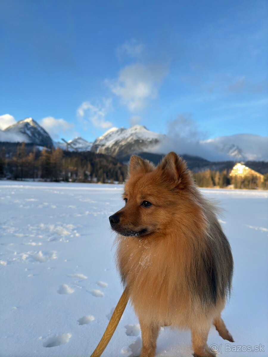 Nemecký špic - Pomeranian