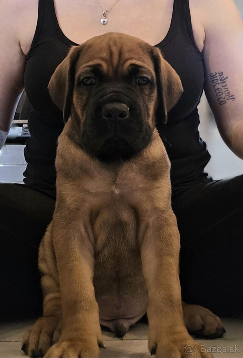 Šteniatka Cane Corso s PP