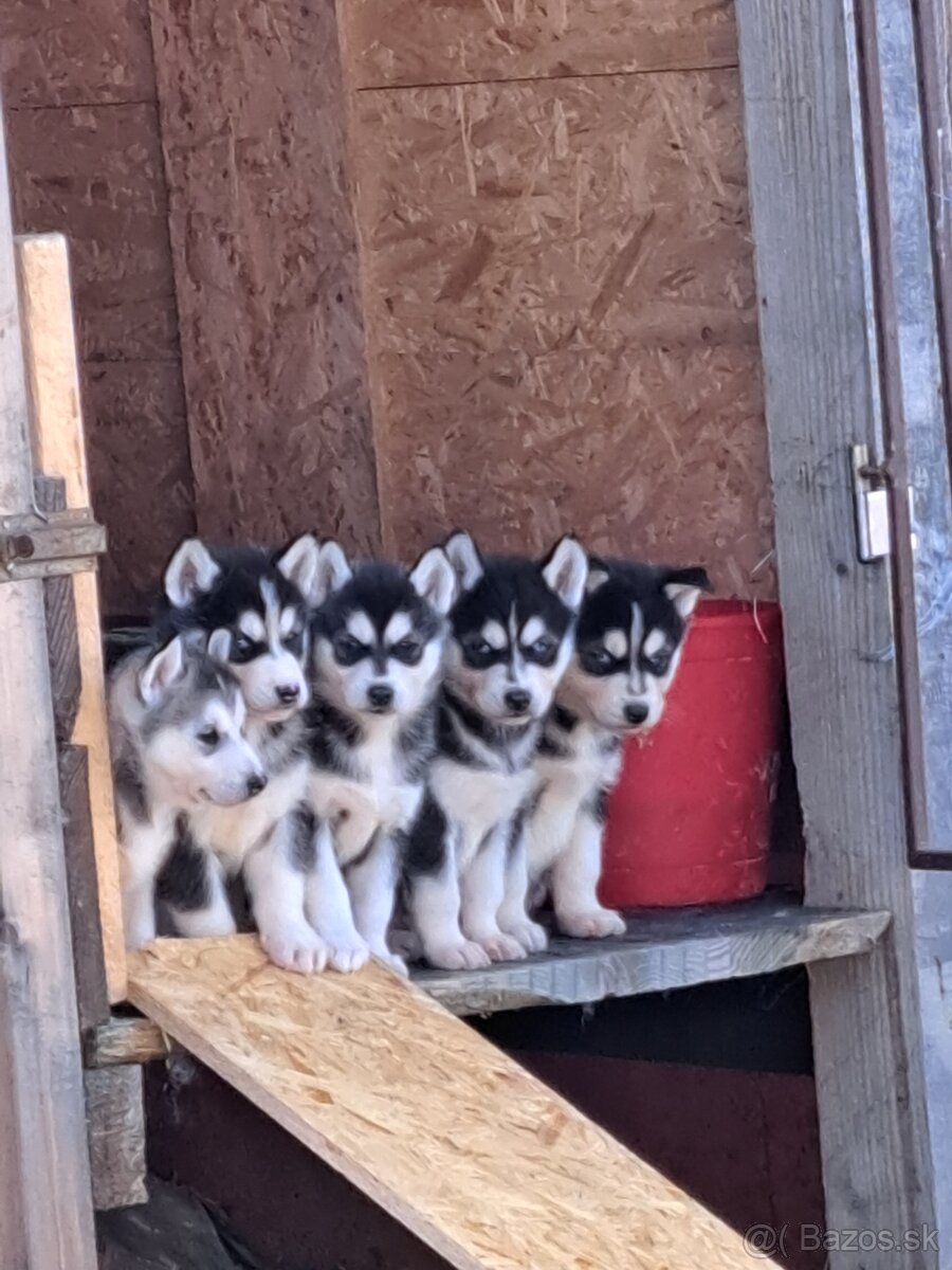 Predam sibyrske husky