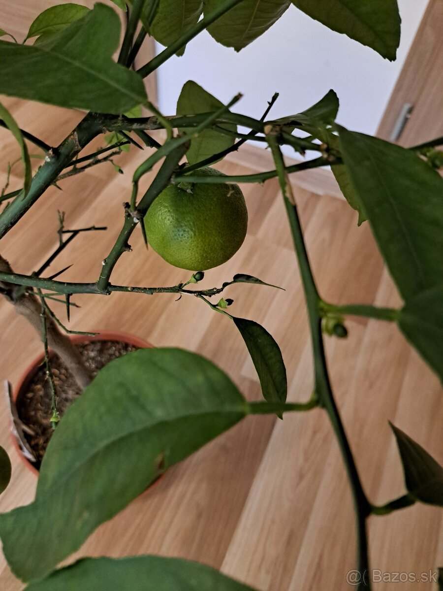 Predám kumquat japonica