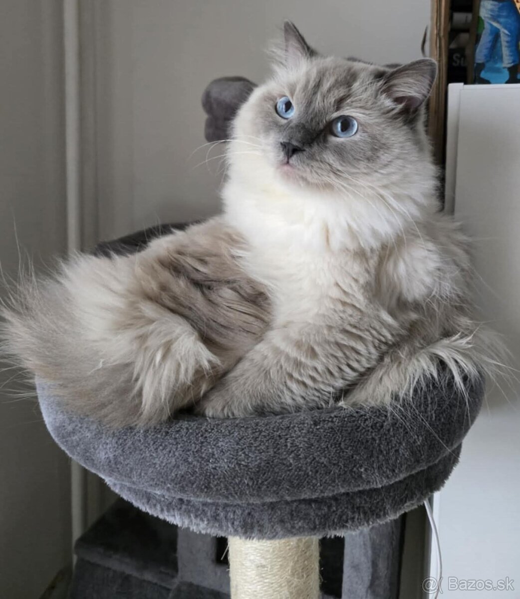 Kúpim kocúrika ragdoll