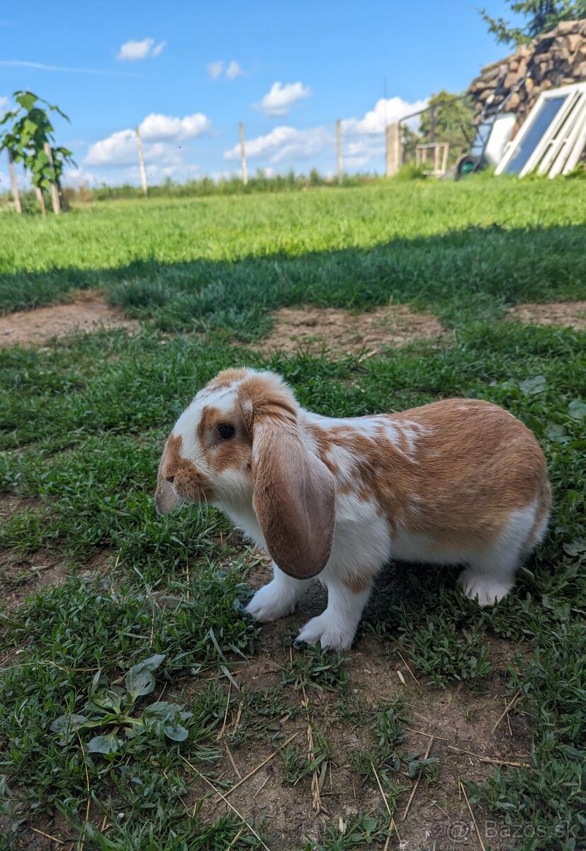 Ponuka zajačikov - na chov alebo zajačie mäso