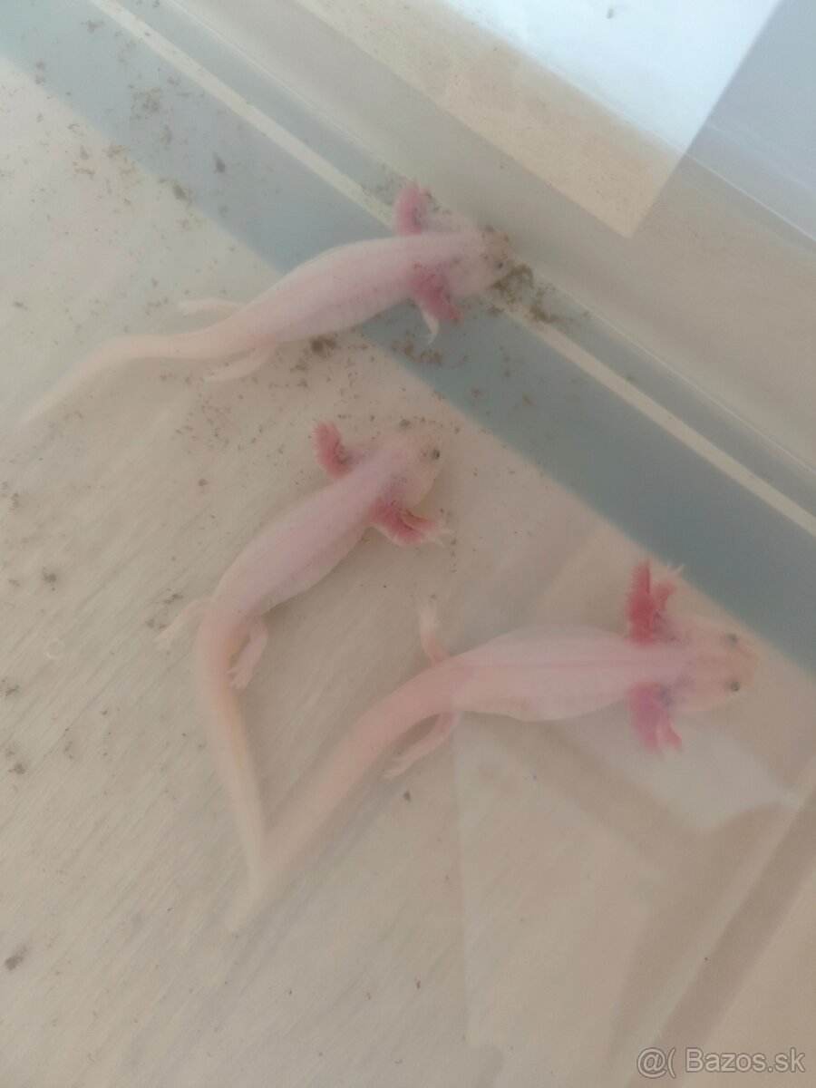 Axolotl