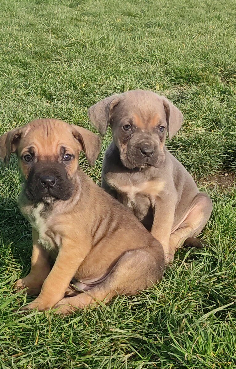 Cane Corso s PP