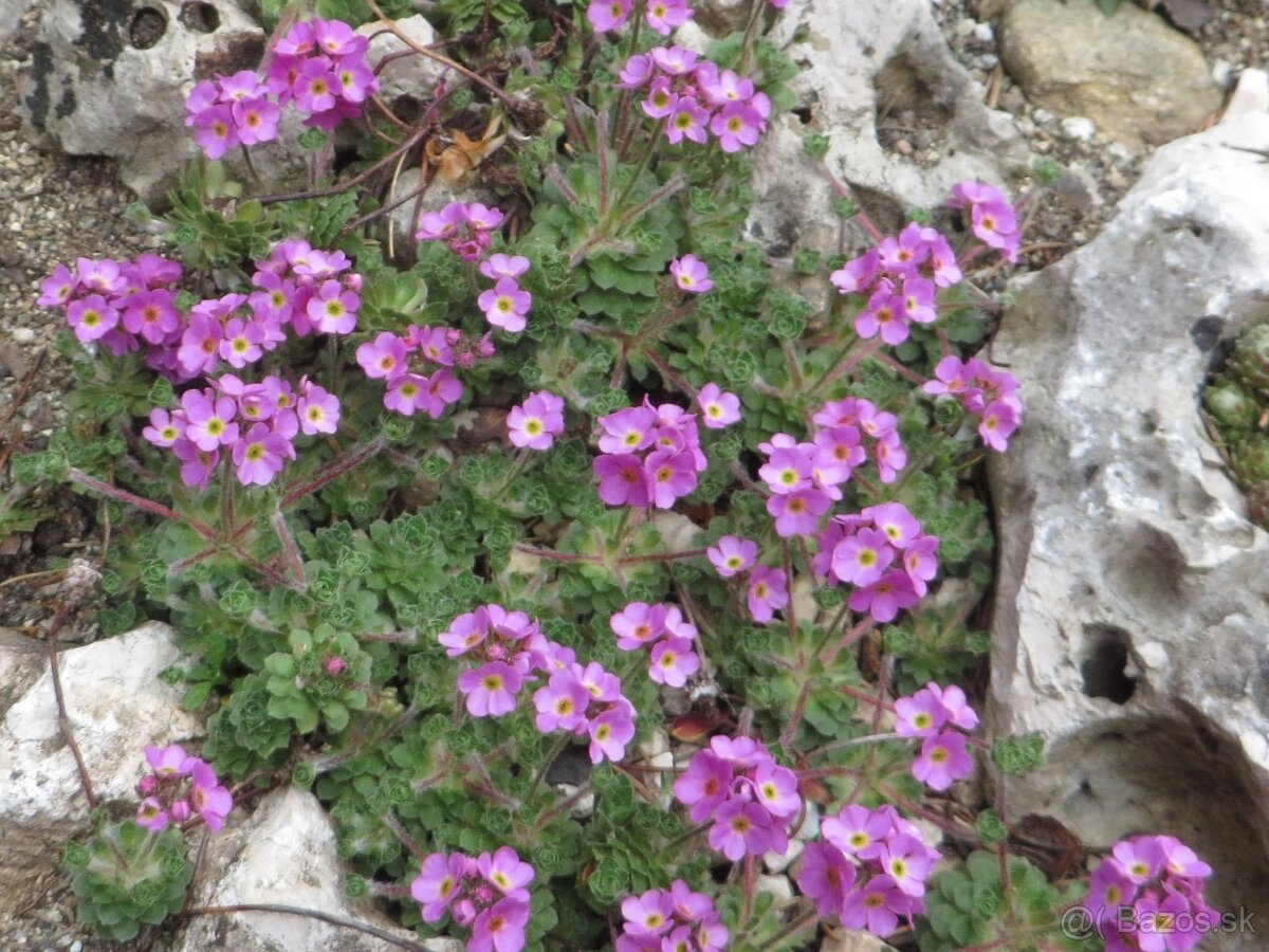 Androsace sempervivoides a iné skalničky