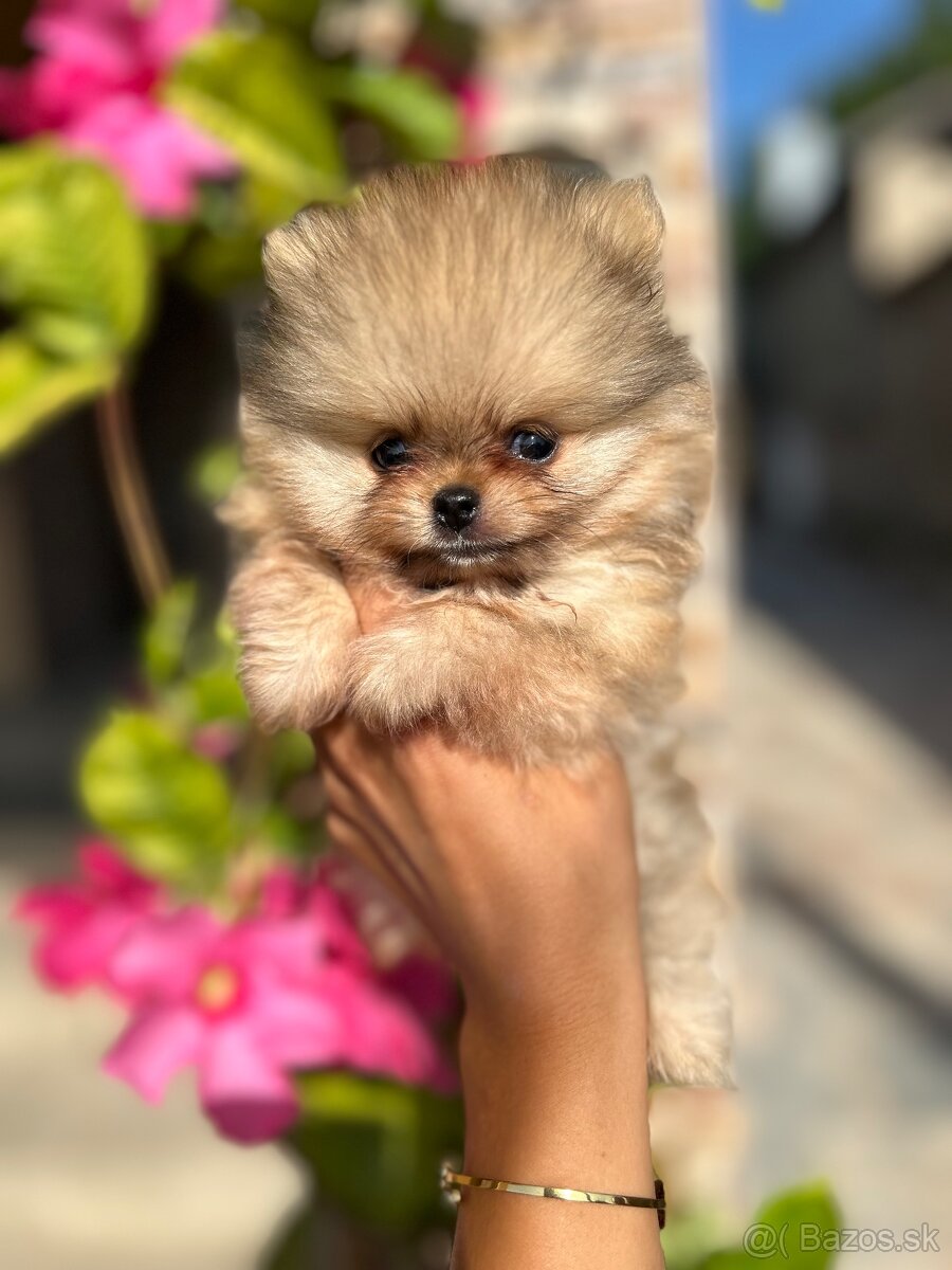 Pomeranian