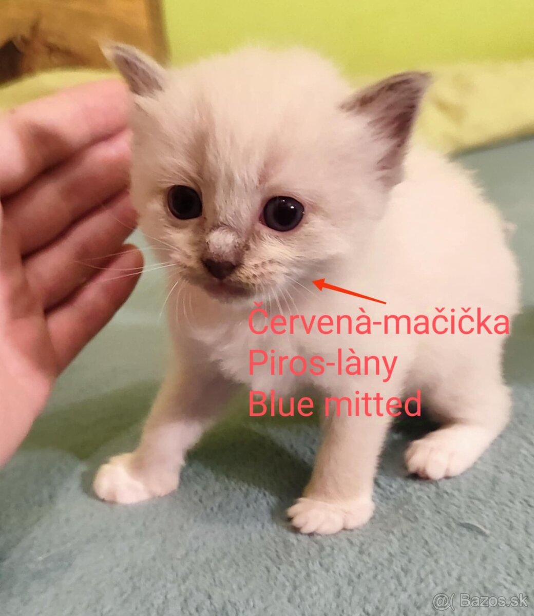 Ragdoll mačičky bez PP