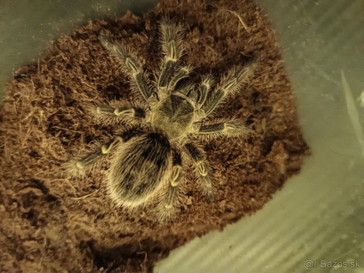 Grammostola pulchripes