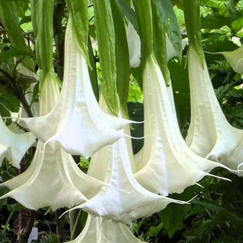 Anjelske truby - Brugmansia