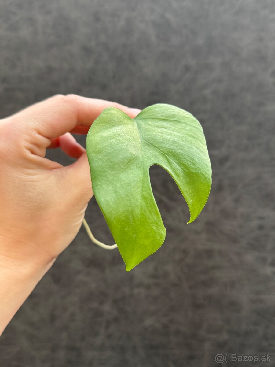 Monstera minima 2