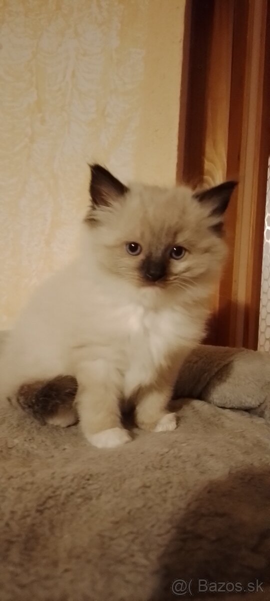 Ragdoll kocurik-seal mitted-k odberu