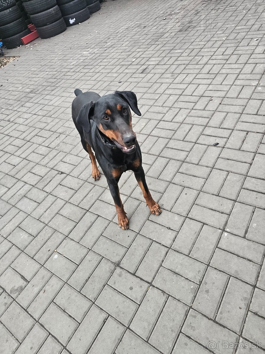 Doberman