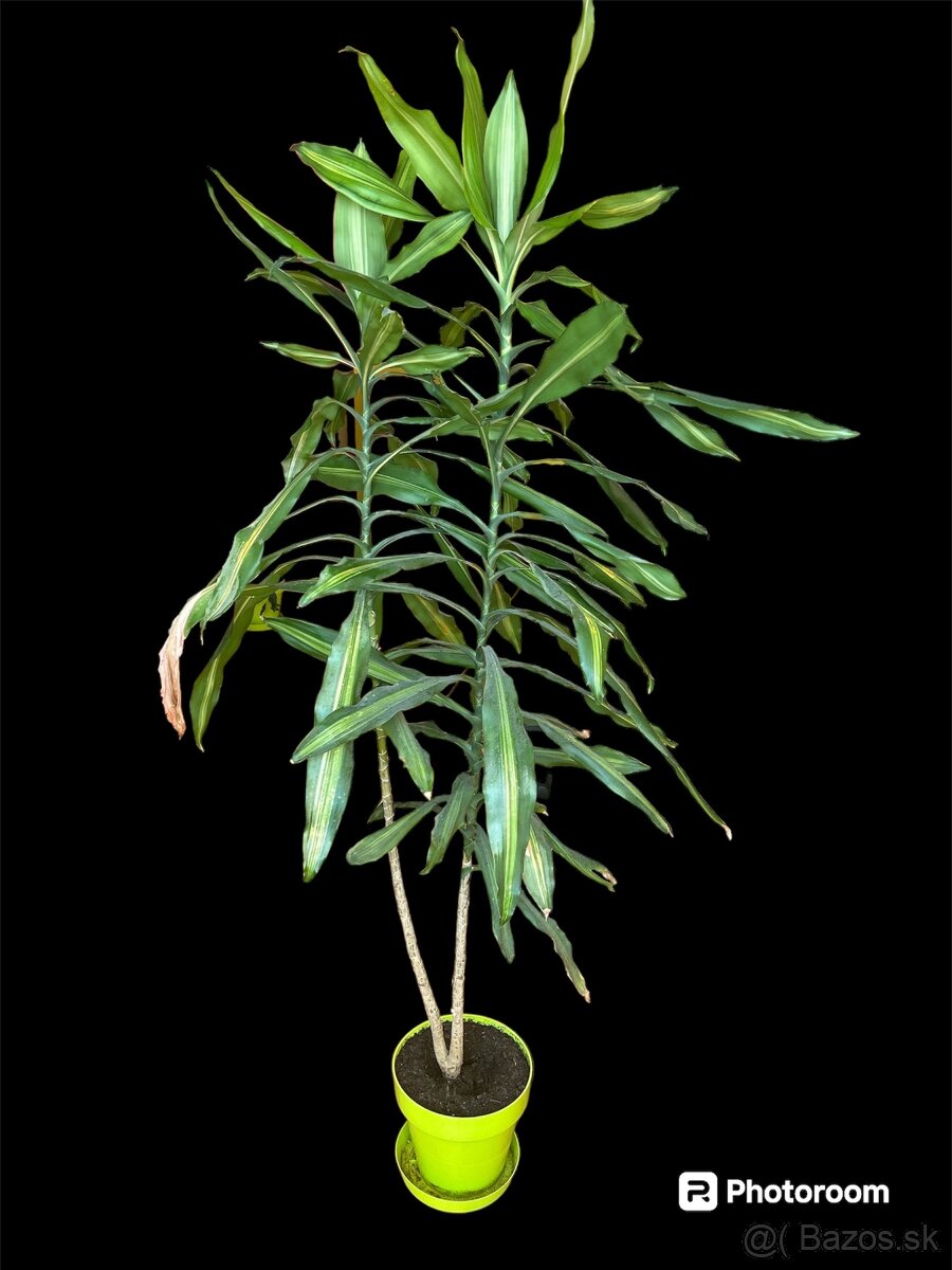 Dracena