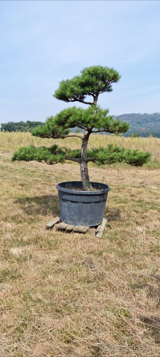 Záhradné bonsaje NIWAKI Pinus nigra