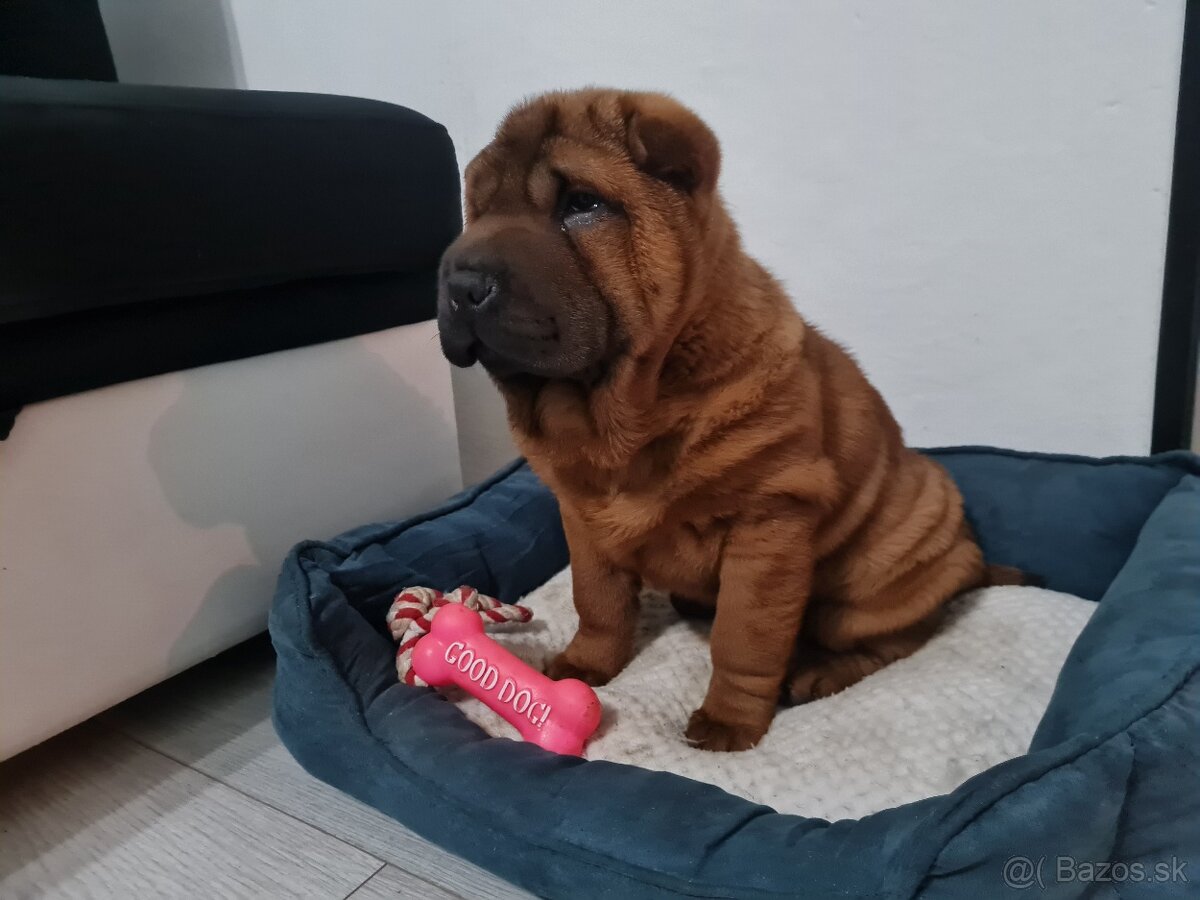 ⭐️SHAR-PEI šteniatko