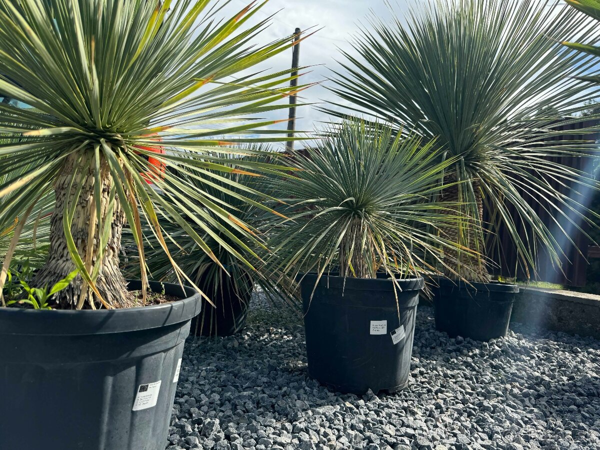 Yucca Rostrata - Juka - mrazuvzdorná palma