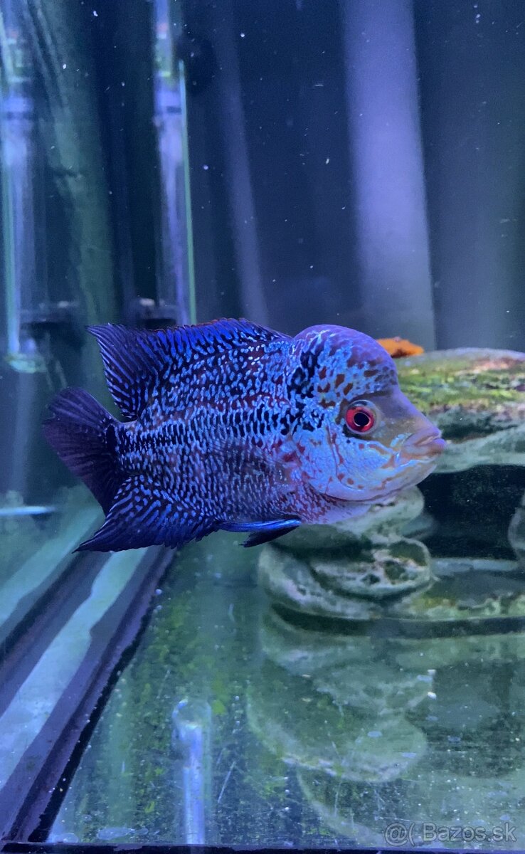 Flowerhorn Č.3