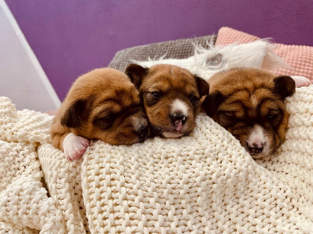 Basenji Puppy