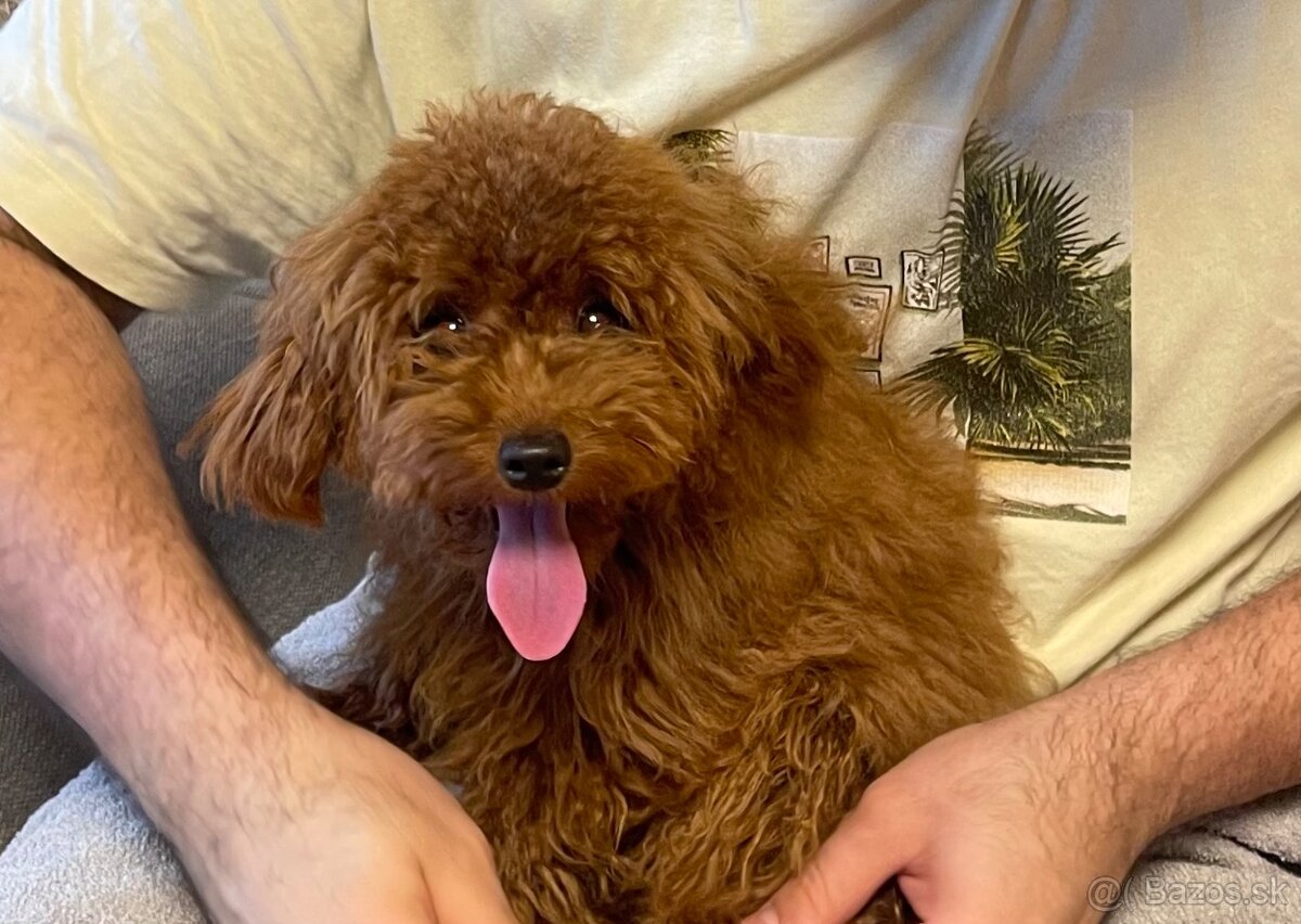 Na predaj šteniatko Toy Poodle