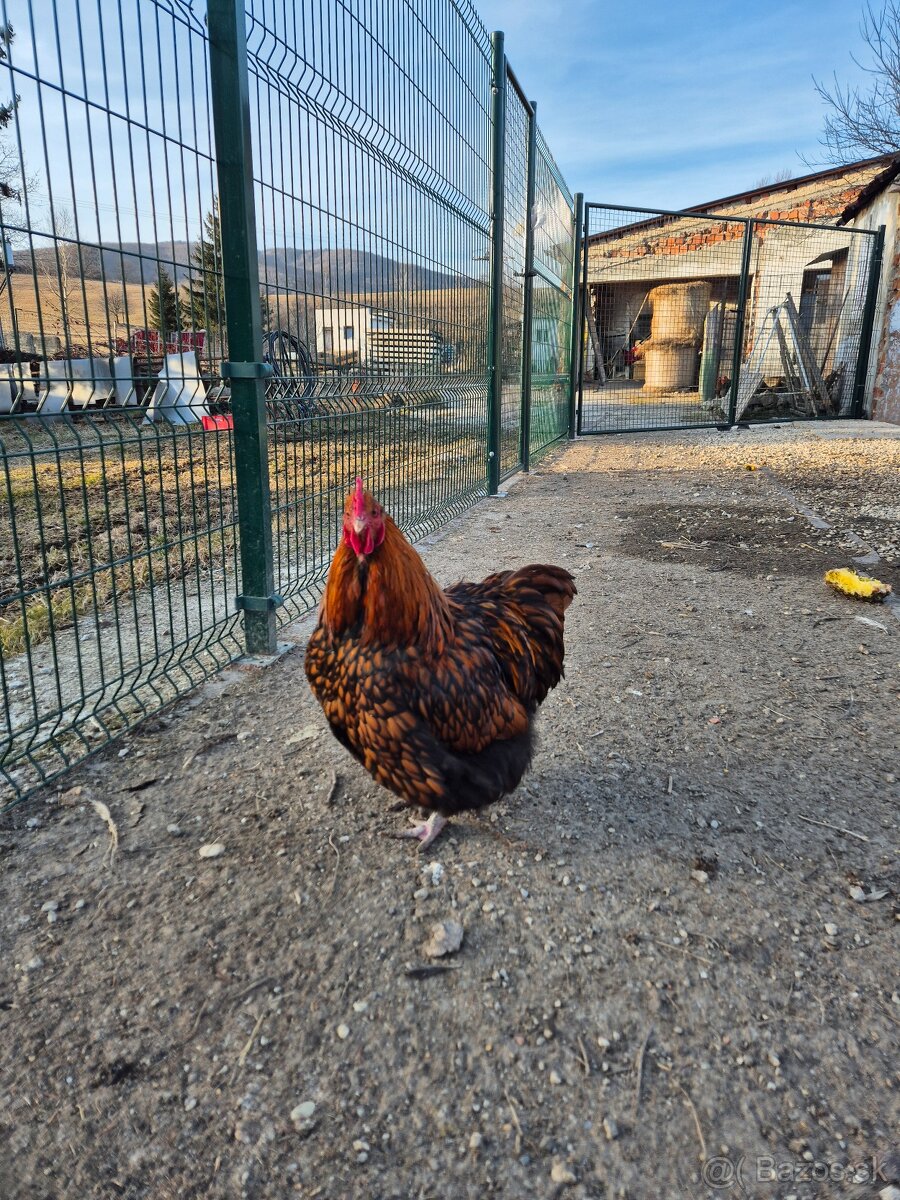 Kohut orpington žltá čierno lemovaná