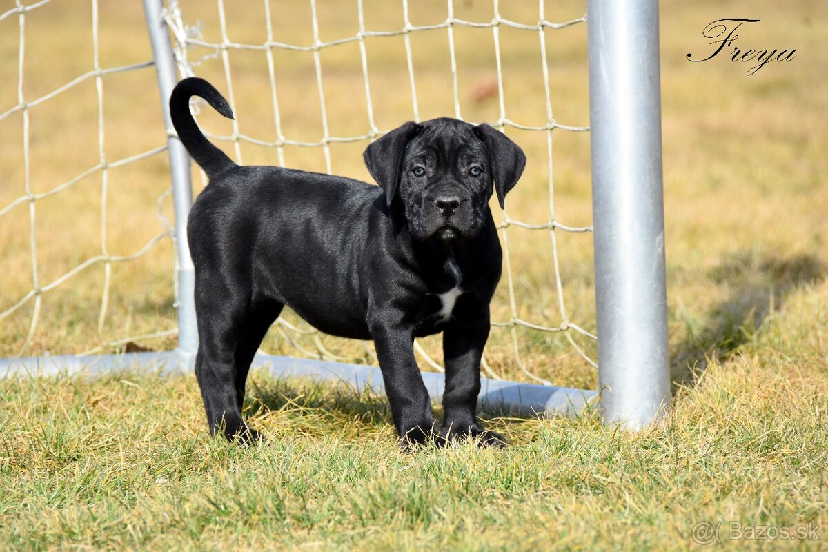 Cane Corso štěňata s FCI PP