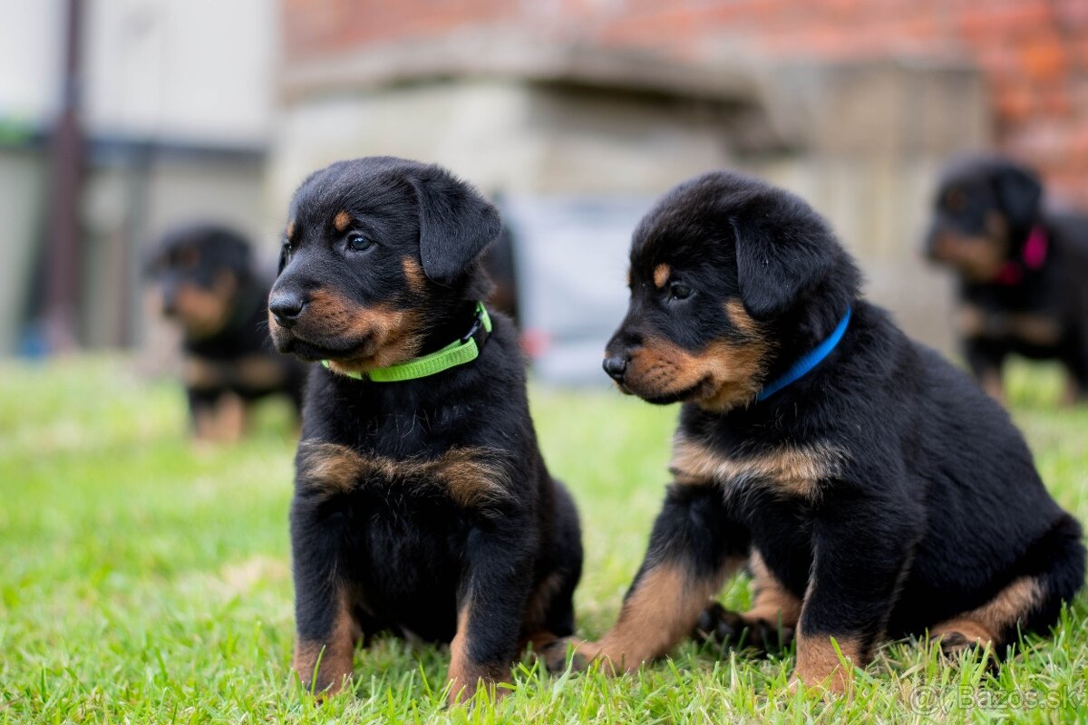 Beauceron - poslední 2 šteniatka k rezervaci