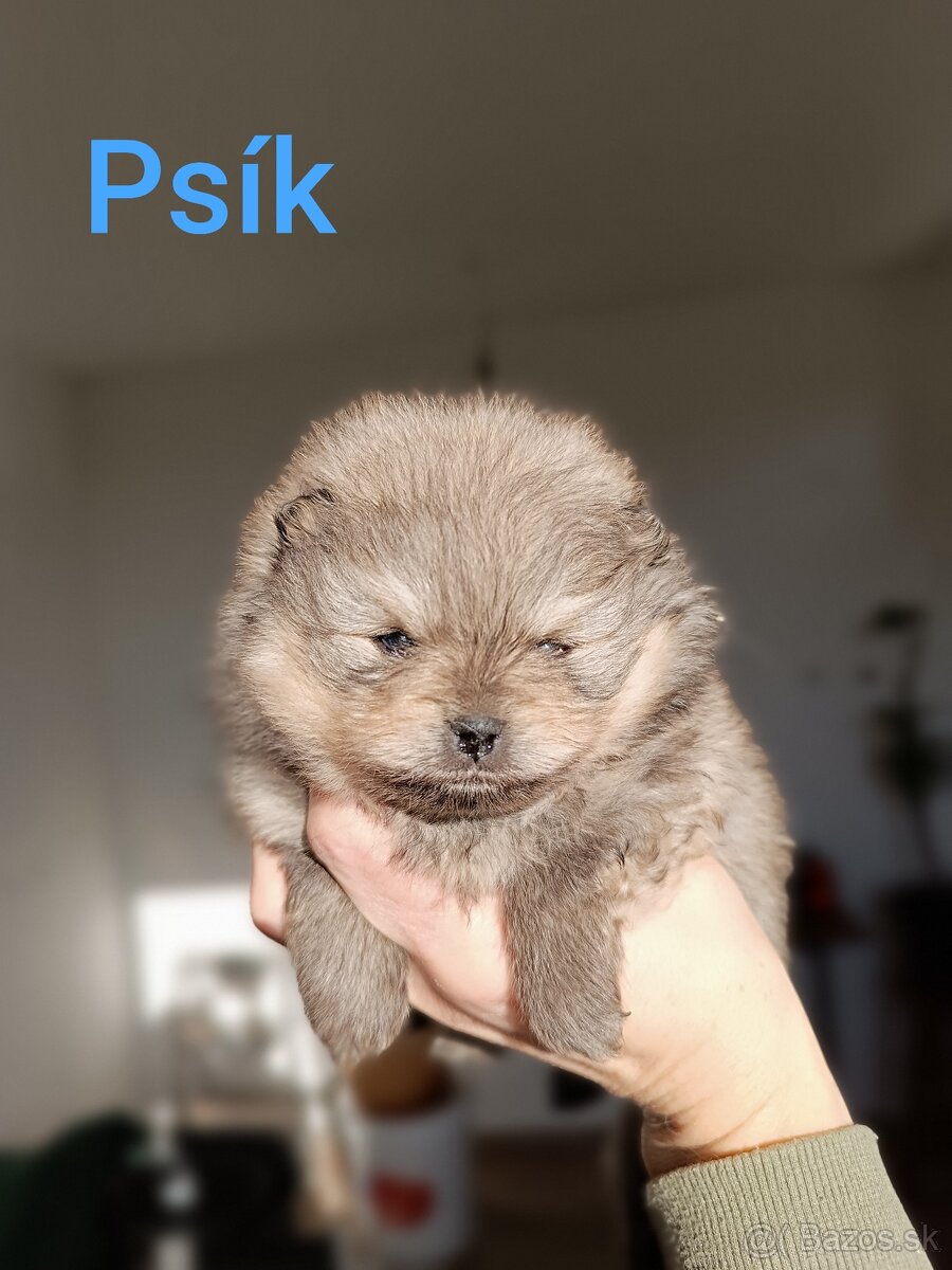 Pomeranian