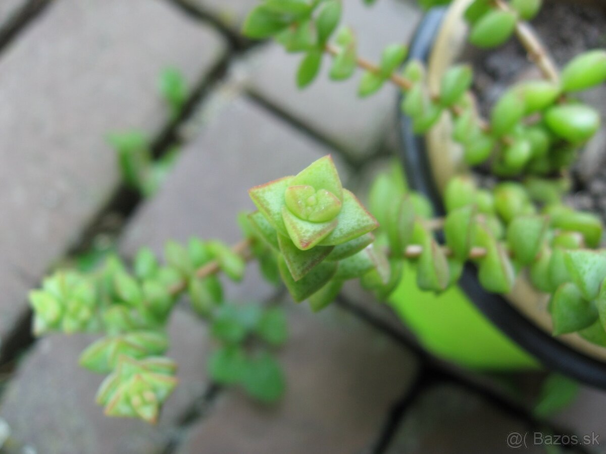 Tučnolist marnieriana - Crassula marnieriana