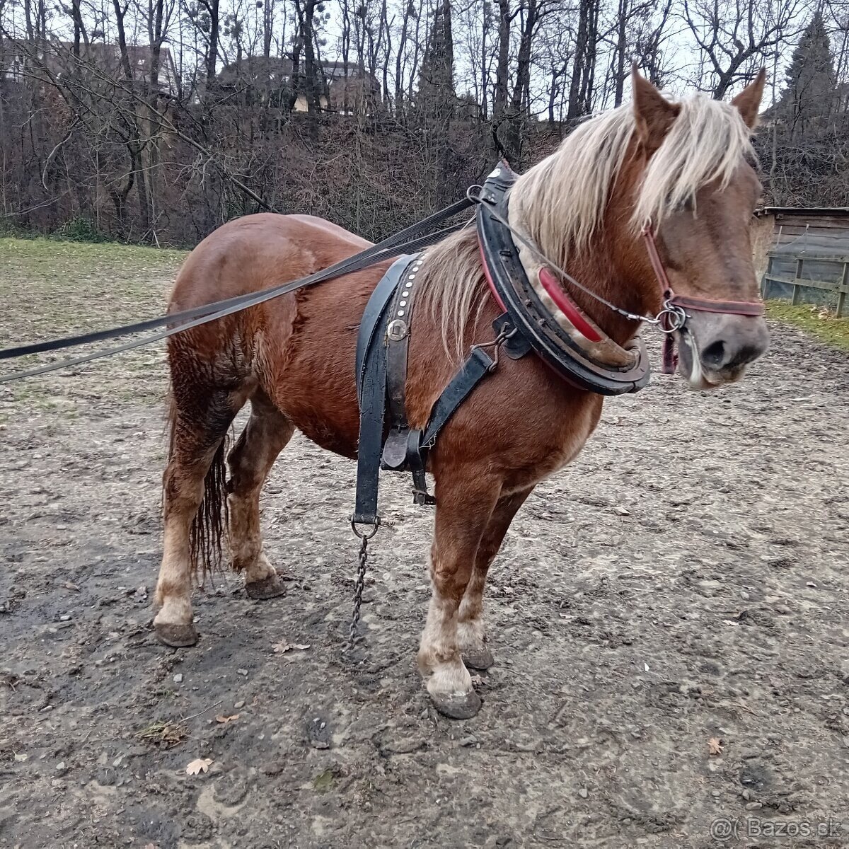 Slezský norický kůň