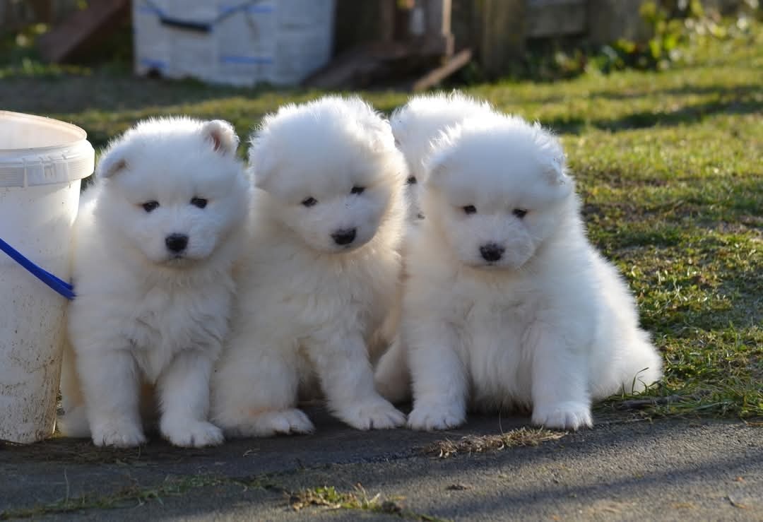 Samojed s PP FCI- LA TORRE ROJA