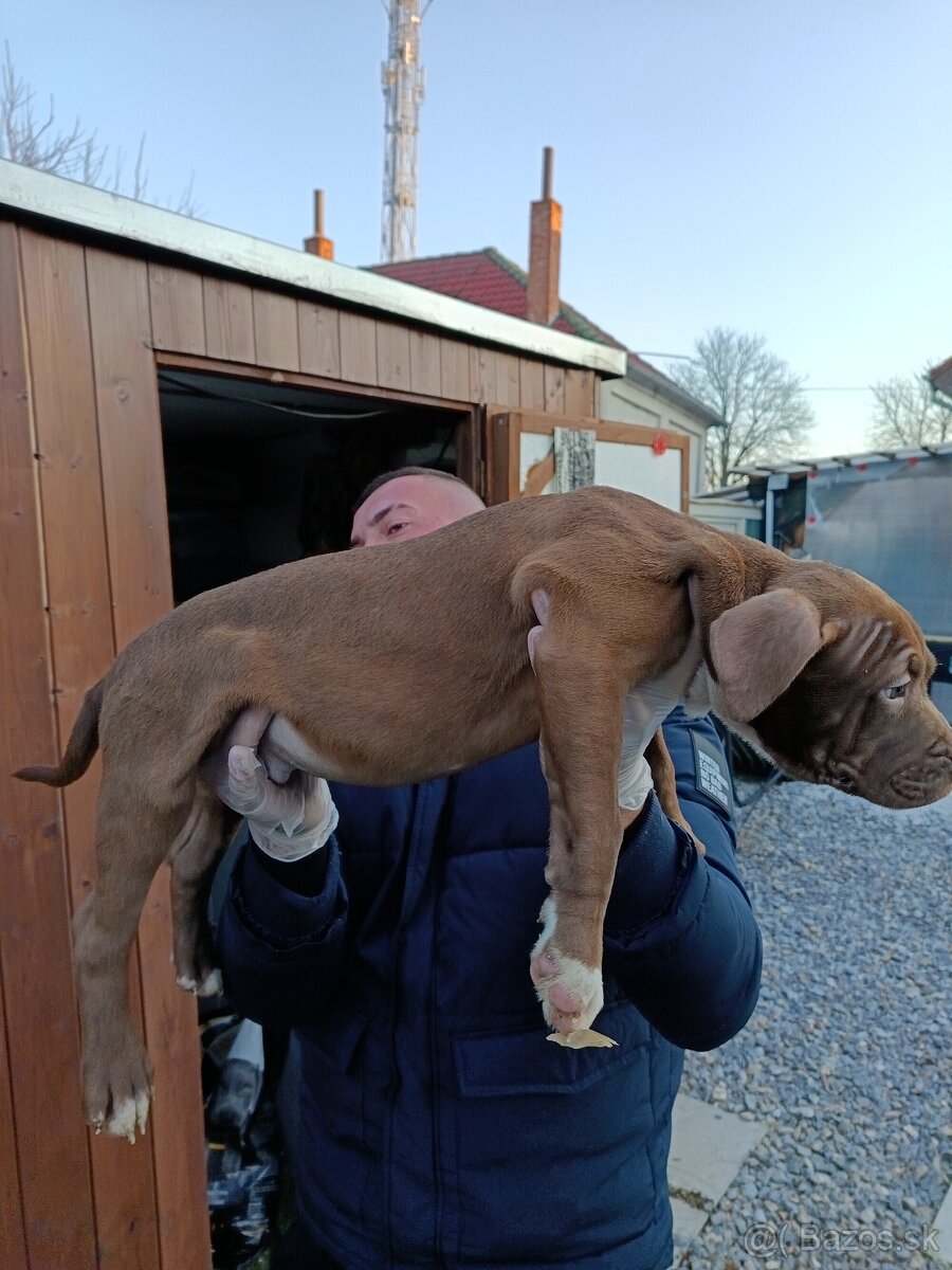 J&K bullys "ponúkame na predaj American bully XL