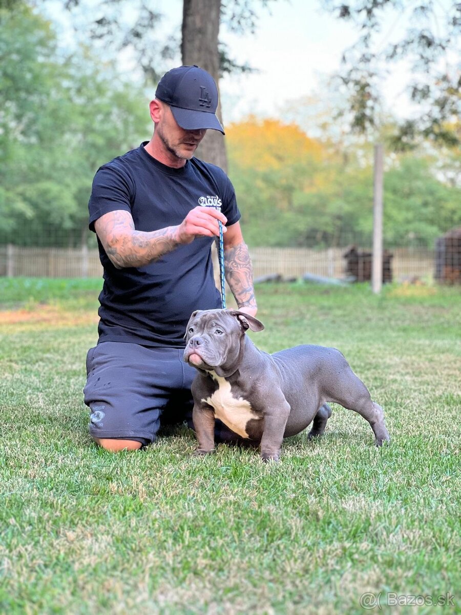 American Bully Pocket