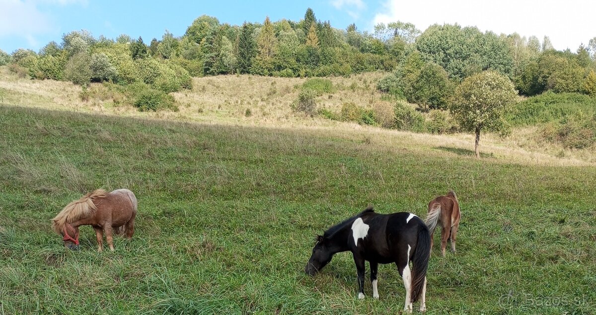 Predám poniky