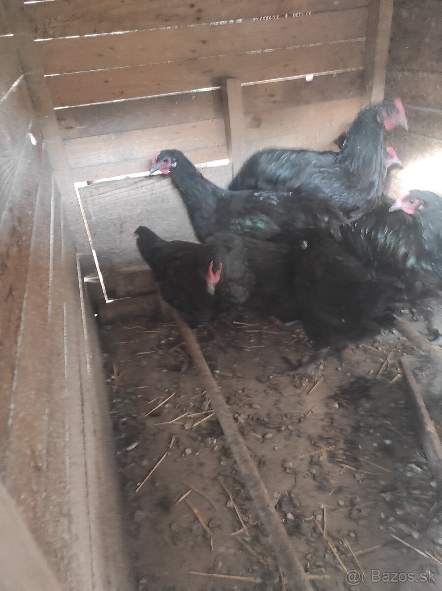 Australorp-mlade kuhutiky