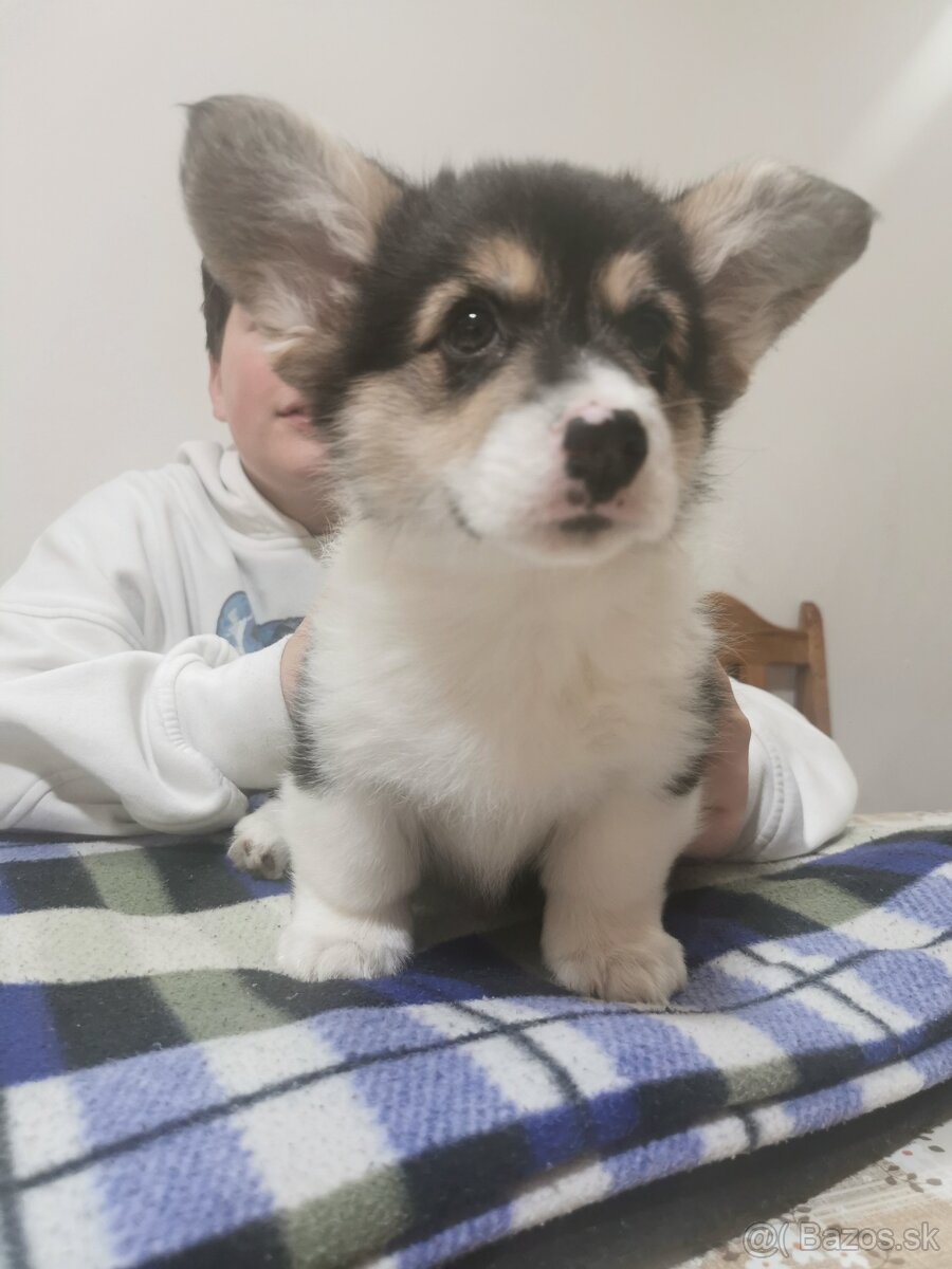 Welsh corgi pembroke