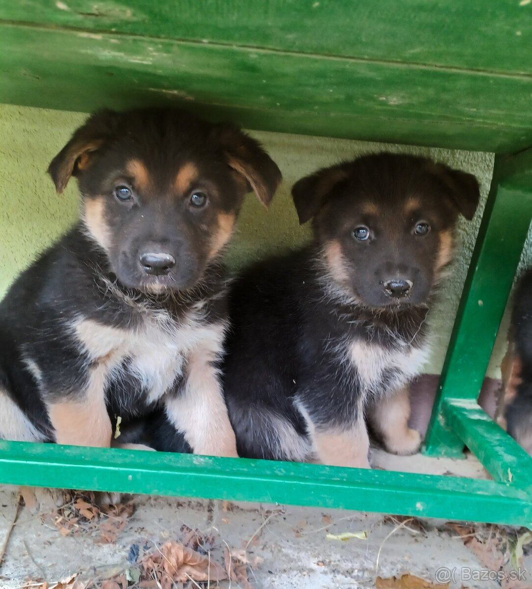 Šteniatka - border kólia & nemecký ovčiak