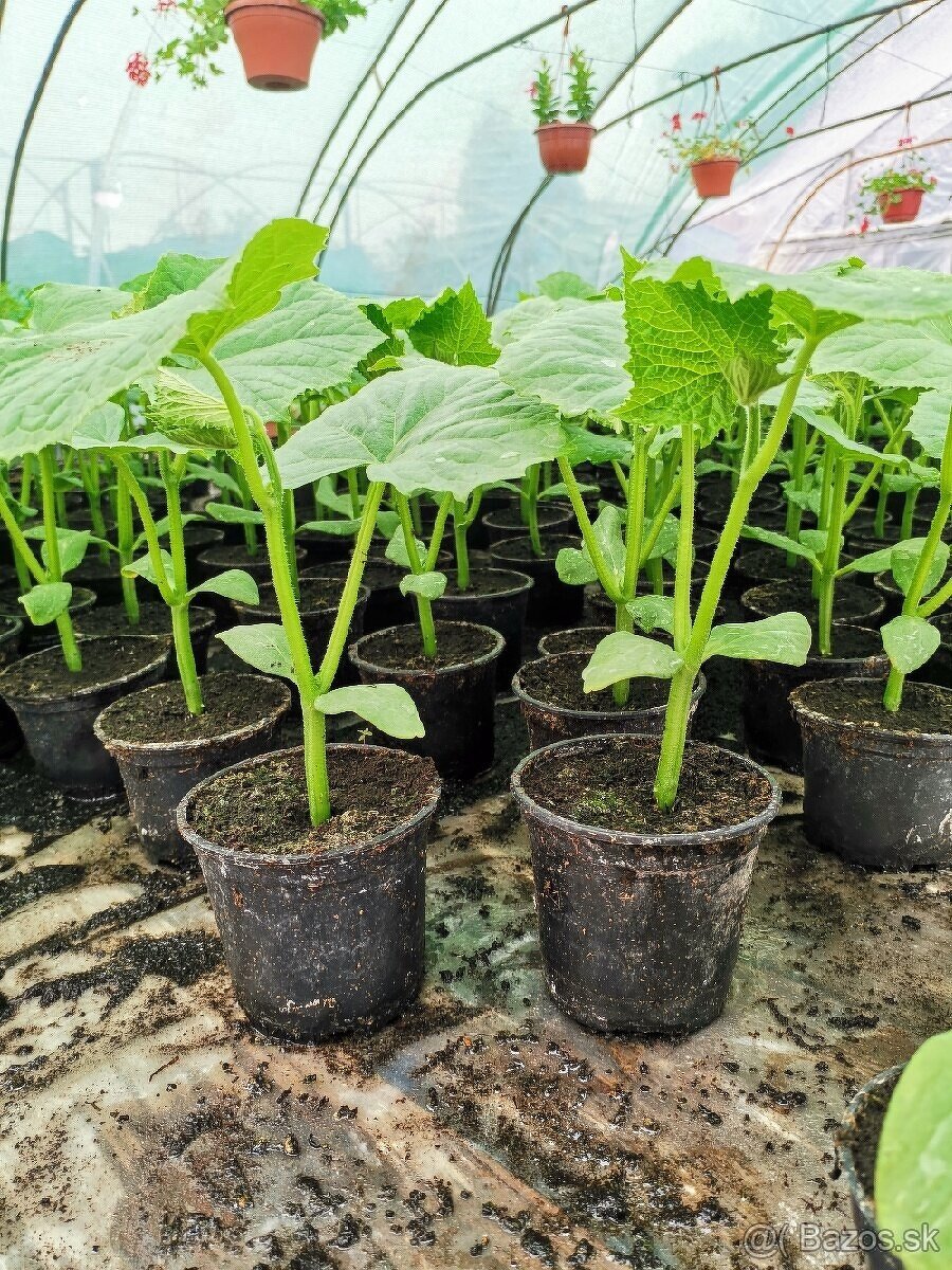 Zeleninové priesady paprika paradajka jahody uhorka