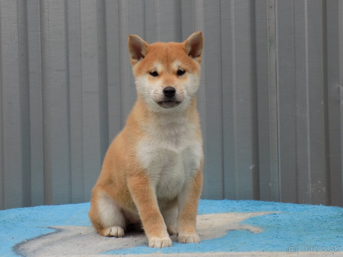 Shiba inu s PP