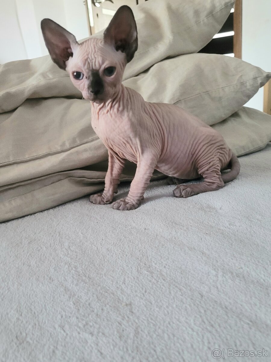 Sphynx