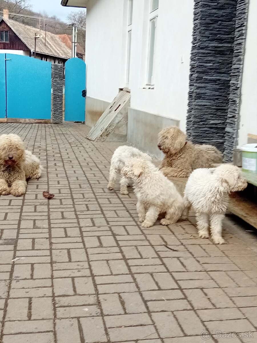 ŠTENIATKA KOMONDOR