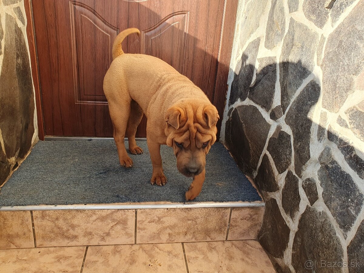 Shar-pei , šarpei