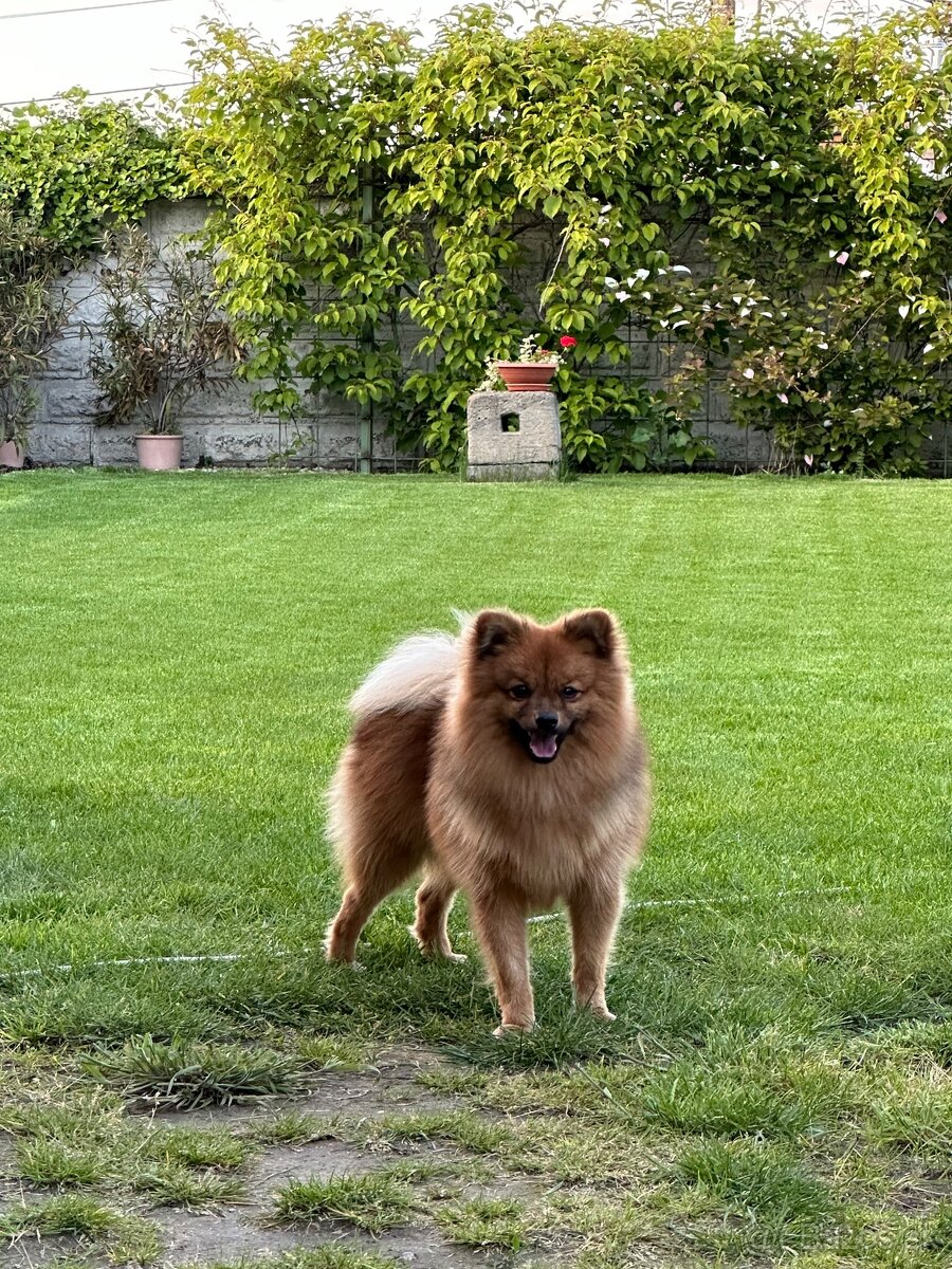 pomeranian nemecky špic