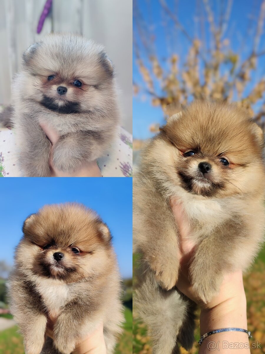 Pomeranian s PP