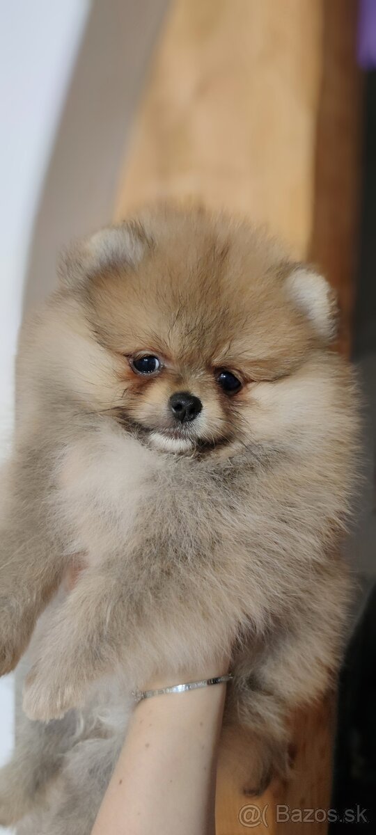 Pomeranian s PP